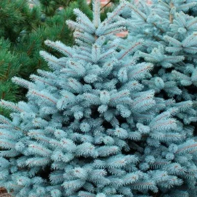 Ель СУПЕР БЛЮ СИДЛИНГ колючая — описание сорта Ель СУПЕР БЛЮ СИДЛИНГ колючая в Москве