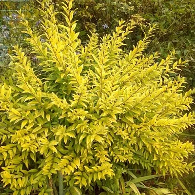 Бирючина АУРЕА обыкновенная в Москве