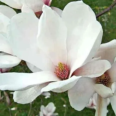 Магнолия АЛЬБА СУПЕРБА  Магнолия АЛЬБА СУПЕРБА в Москве