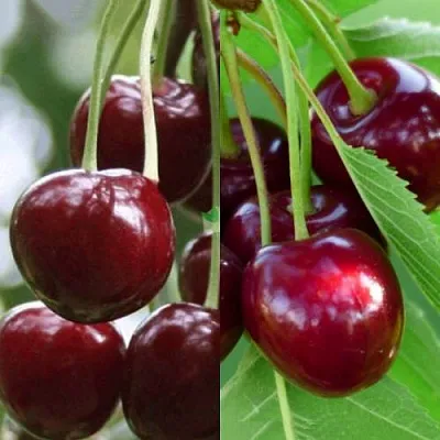 Комплект ВИШНЕВЫЙ ТАНДЕМ  Комплект ВИШНЕВЫЙ ТАНДЕМ в Москве