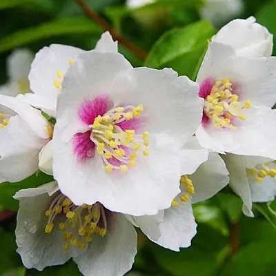 Жасмин БЕЛЬ ЭТУАЛЬ  Жасмин БЕЛЬ ЭТУАЛЬ в Москве