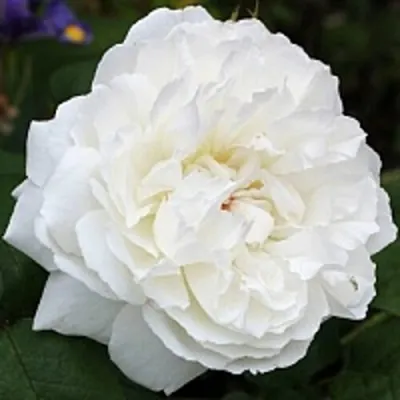 Саженцы роз ВИНЧЕСТЕР КАФЕДРАЛ английская — описание сорта Саженцы роз ВИНЧЕСТЕР КАФЕДРАЛ английская в Москве