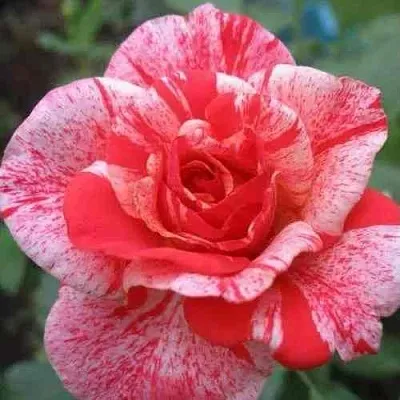 Саженцы роз ФИЛАТЕЛИЯ чайно-гибридная  Саженцы роз ФИЛАТЕЛИЯ чайно-гибридная в Москве