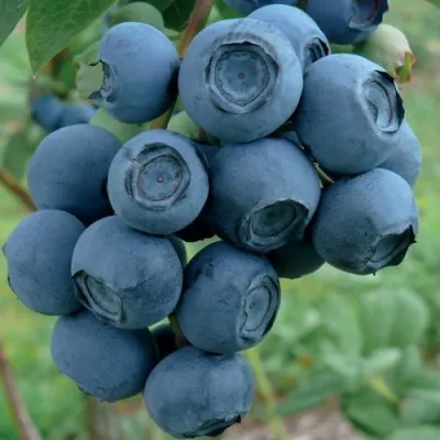 Голубика РУБЕЛ — описание сорта Голубика РУБЕЛ в Москве