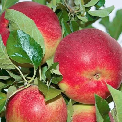 Яблоня СЕНАТОР колонновидная — описание сорта Яблоня СЕНАТОР колонновидная в Москве