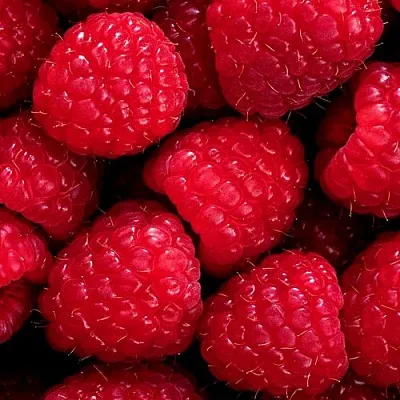 Малина  Малина в Москве