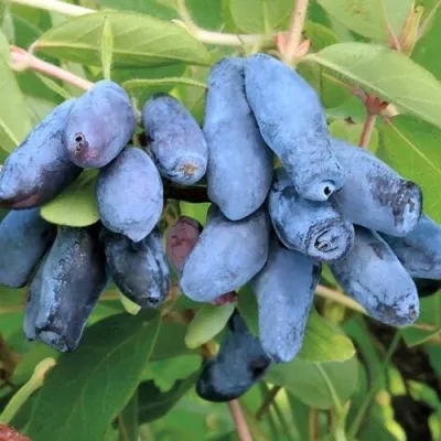 Жимолость съедобная ПАВЛОВСКАЯ — описание сорта Жимолость съедобная ПАВЛОВСКАЯ в Москве