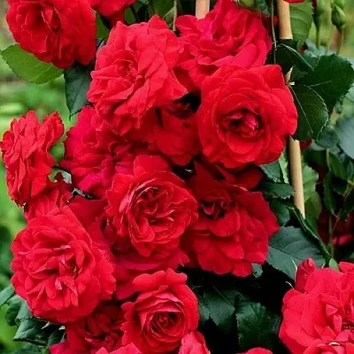 Саженцы роз АМАДЕУС плетистая  Саженцы роз АМАДЕУС плетистая в Москве