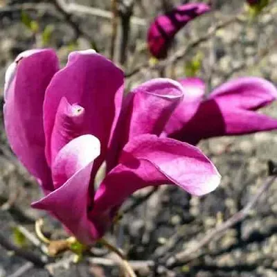 Магнолия СЬЮЗАН  Магнолия СЬЮЗАН в Москве