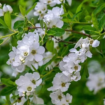 Экзохорда  Экзохорда в Москве