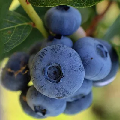 Средние сорта Средние сорта в Москве