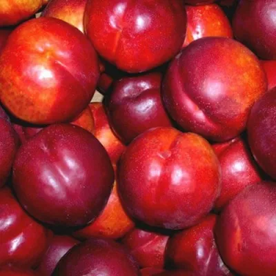 Нектарин МЕДВЕДЕВСКИЙ в Москве