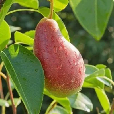 Груша ЯКОВЛЕВСКАЯ в Москве