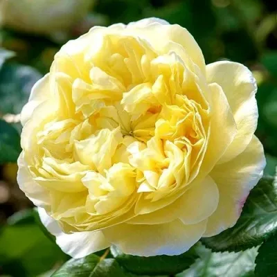 Саженцы роз ЧАРЛЬЗ ДАРВИН английская — описание сорта Саженцы роз ЧАРЛЬЗ ДАРВИН английская в Москве