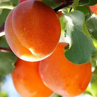 Абрикос  Абрикос в Москве