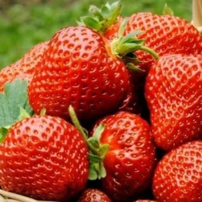 Клубника ФЛОРЕНС — описание сорта Клубника ФЛОРЕНС в Москве