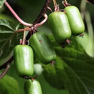 Актинидия СЕНТЯБРЬСКАЯ коломикта  Актинидия СЕНТЯБРЬСКАЯ коломикта в Москве
