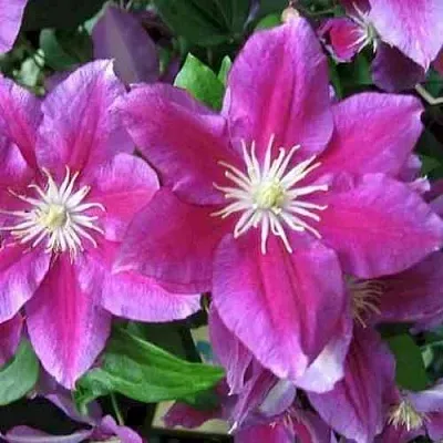 Клематис ХАНИЯ  Клематис ХАНИЯ в Москве