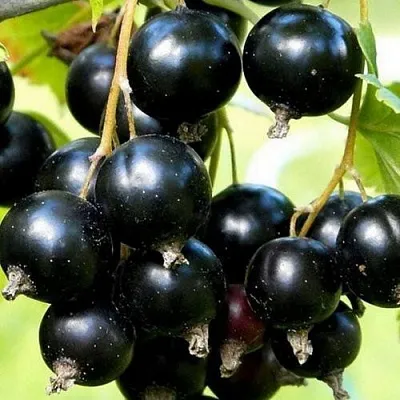 Смородина чёрная СОКРОВИЩЕ  Смородина чёрная СОКРОВИЩЕ в Москве