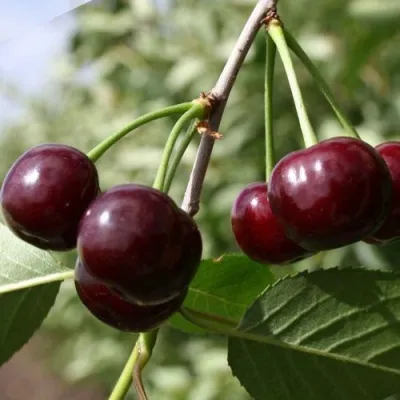 Вишня ЖАДАНА — описание сорта Вишня ЖАДАНА в Москве