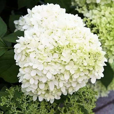 Гортензия УАЙТ ЛЕДИ метельчатая  Гортензия УАЙТ ЛЕДИ метельчатая в Москве