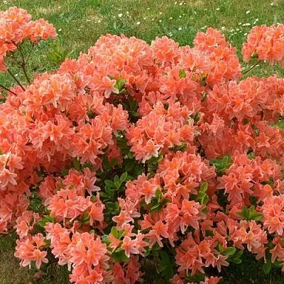 Рододендрон ЯПОНСКИЙ ОРАНЖЕВЫЙ  Рододендрон ЯПОНСКИЙ ОРАНЖЕВЫЙ в Москве