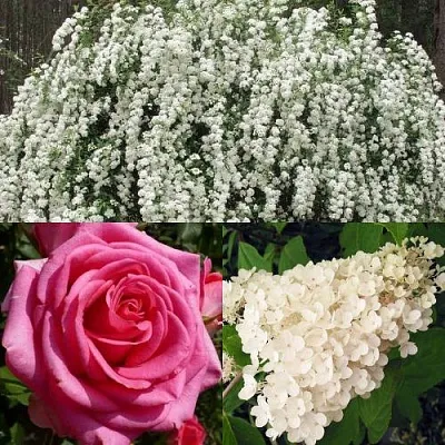 Комплект ВЕЧНАЯ КЛАССИКА  Комплект ВЕЧНАЯ КЛАССИКА в Москве