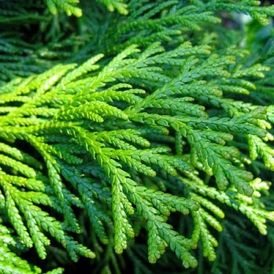 Туевик  Туевик в Москве