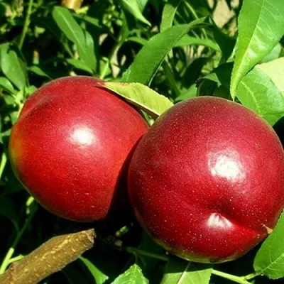 Нектарин НЕКТАРЕД-4 — описание сорта Нектарин НЕКТАРЕД-4 в Москве