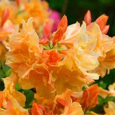 Азалия ЧАРДАШ листопадная  Азалия ЧАРДАШ листопадная в Москве