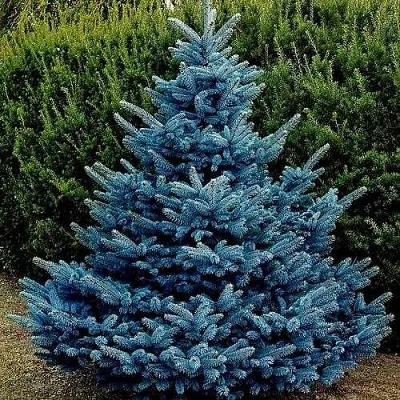 Ель МАДЖЕСТИК БЛЮ колючая  Ель МАДЖЕСТИК БЛЮ колючая в Москве