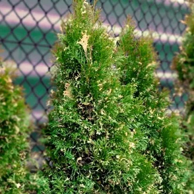 Туя СМАРАГД ВАРИЕГАТА западная — описание сорта Туя СМАРАГД ВАРИЕГАТА западная в Москве