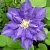Клематис БЬЮТИ ОФ ВОЧЕСТЕР в Москве