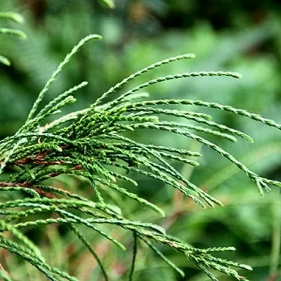 Туя ВИПКОРД складчатая — описание сорта Туя ВИПКОРД складчатая в Москве