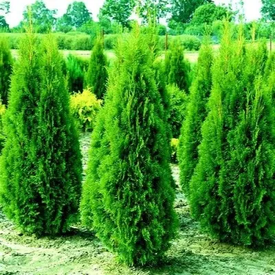 Туя ВИДМАНТ западная — описание сорта Туя ВИДМАНТ западная в Москве