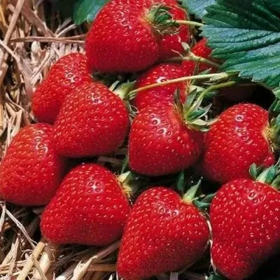 Клубника КИМБЕРЛИ — описание сорта Клубника КИМБЕРЛИ в Москве