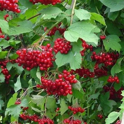 Калина КОМПАКТУМ — описание сорта Калина КОМПАКТУМ в Москве