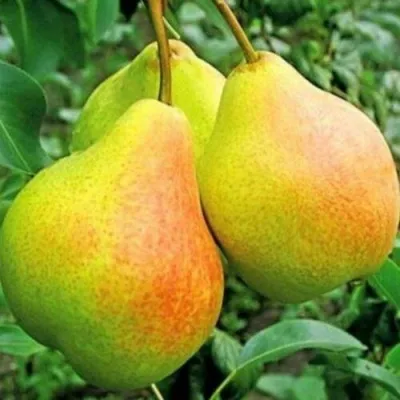 Груша ФЕЕРИЯ в Москве