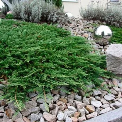 Можжевельник ПРИНЦ ОФ УЭЛЬС горизонтальный  Можжевельник ПРИНЦ ОФ УЭЛЬС горизонтальный в Москве