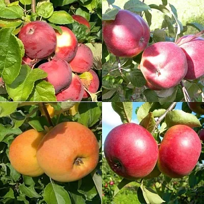 Комплект ЯБЛОНЕВЫЙ КВАРТЕТ  Комплект ЯБЛОНЕВЫЙ КВАРТЕТ в Москве