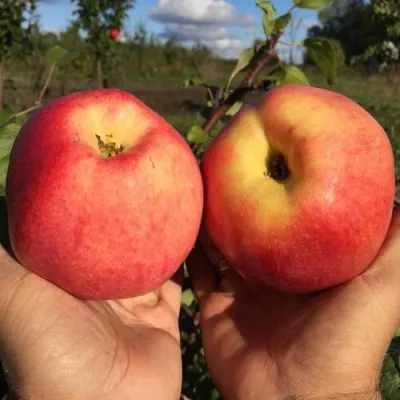 Яблоня КОВРОВОЕ стелющаяся — описание сорта Яблоня КОВРОВОЕ стелющаяся в Москве