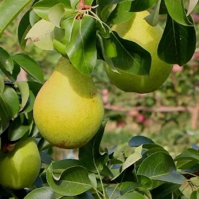 Груша ДОБРЯНКА — описание сорта Груша ДОБРЯНКА в Москве