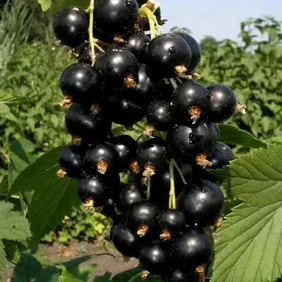 Смородина чёрная ВИНОГРАДНАЯ в Москве