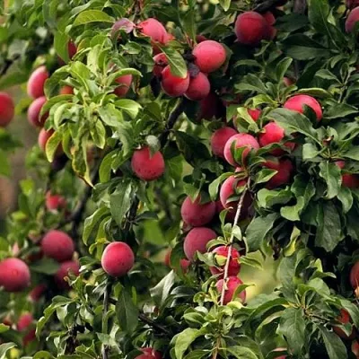 Слива КЛЕОПАТРА в Москве