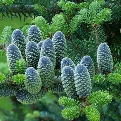 Пихта  Пихта в Москве