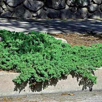 Можжевельник НАНА лежачий  Можжевельник НАНА лежачий в Москве