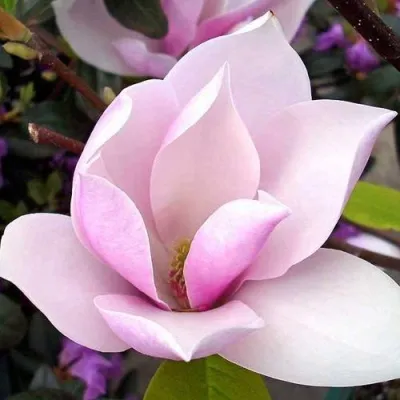 Магнолия АЛЕКСАНДРИНА  — описание сорта Магнолия АЛЕКСАНДРИНА  в Москве