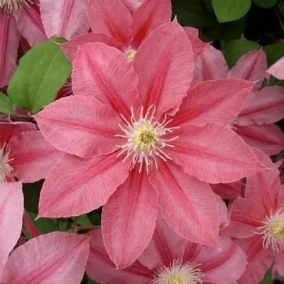 Клематис ЛИТЛ МЕРМЕЙД — описание сорта Клематис ЛИТЛ МЕРМЕЙД в Москве