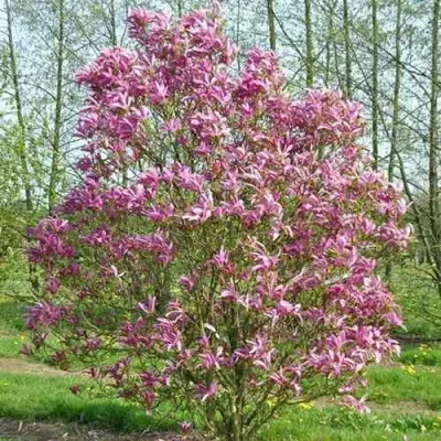 Магнолия СЬЮЗАН — описание сорта Магнолия СЬЮЗАН в Москве