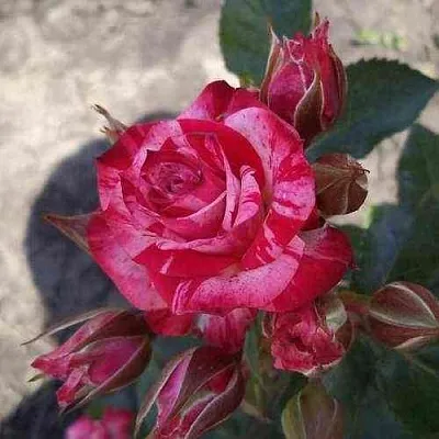 Саженцы роз ФАЙЕР ВОРКС миниатюрная в Москве